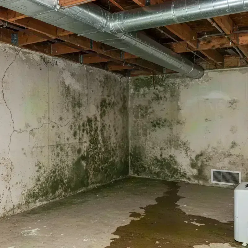 Professional Mold Removal in Paris, MO